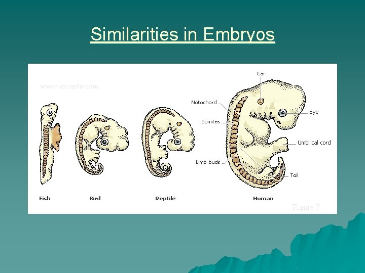 Similarities in Embryos www. encarta. com Figure 7 