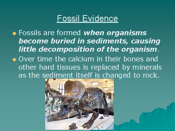 Fossil Evidence Fossils are formed when organisms become buried in sediments, causing little decomposition