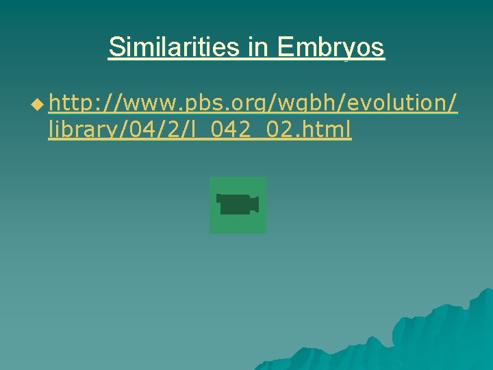 Similarities in Embryos u http: //www. pbs. org/wgbh/evolution/ library/04/2/l_042_02. html 