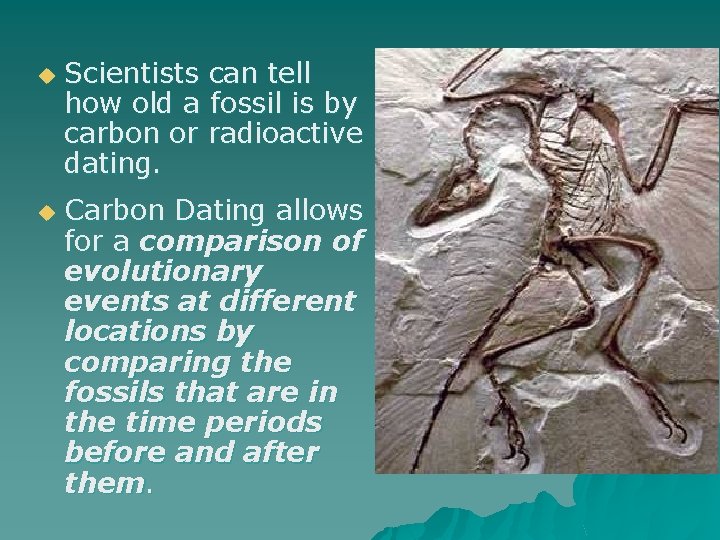 u u Scientists can tell how old a fossil is by carbon or radioactive