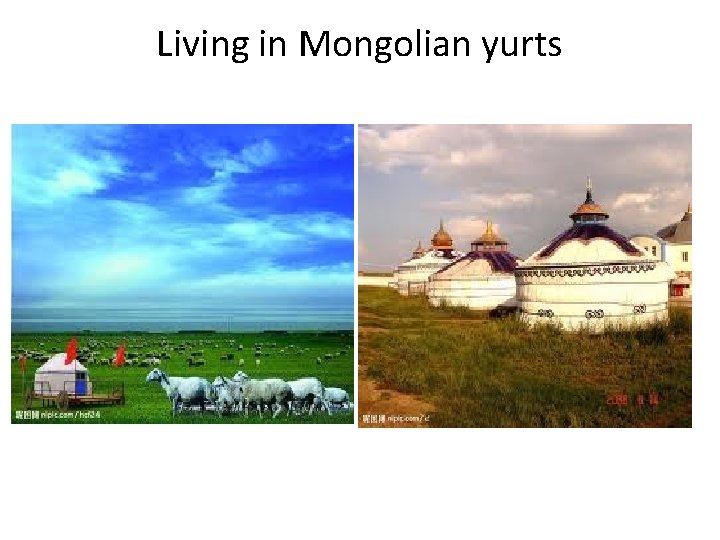 Living in Mongolian yurts 