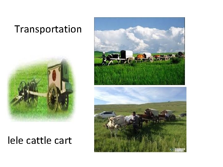 Transportation lele cattle cart 