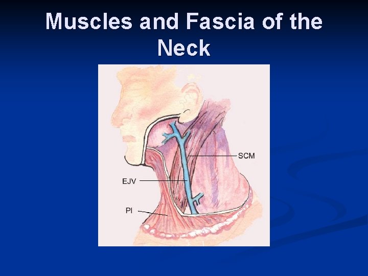 Muscles and Fascia of the Neck 