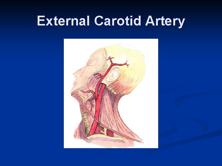External Carotid Artery 