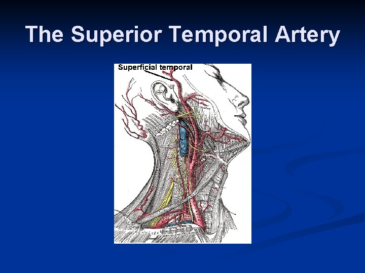 The Superior Temporal Artery 