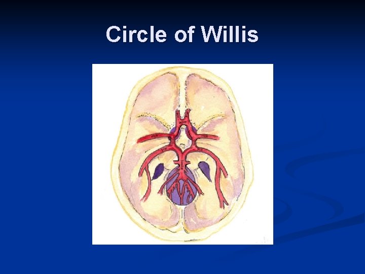 Circle of Willis 