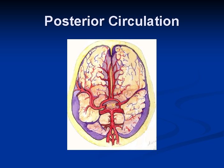 Posterior Circulation 