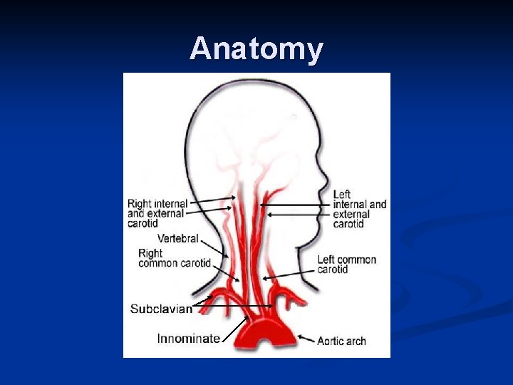 Anatomy 