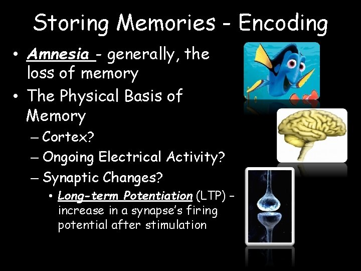 Storing Memories - Encoding • Amnesia - generally, the loss of memory • The