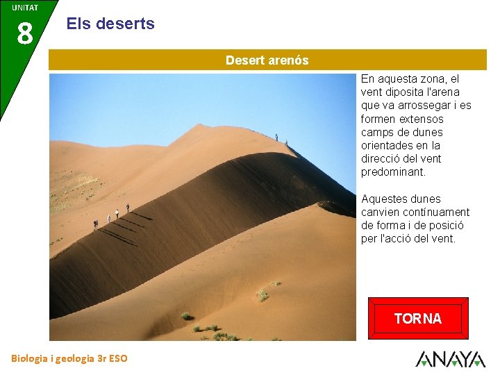 UNITAT 8 Els deserts Desert arenós En aquesta zona, el vent diposita l'arena que
