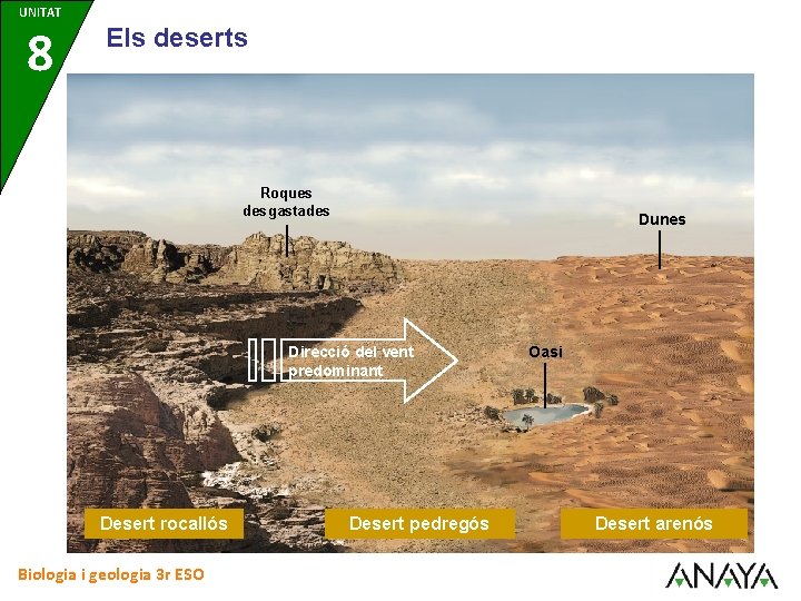 UNITAT 8 Els deserts Roques desgastades Dunes Direcció del vent predominant Desert rocallós Biologia