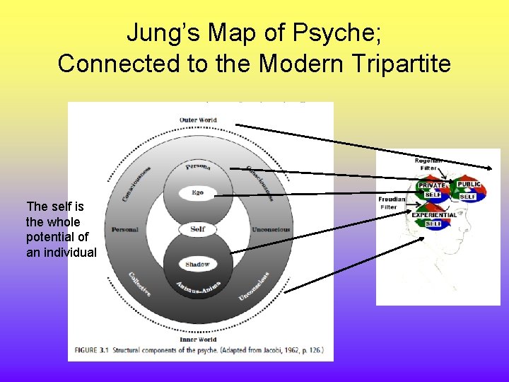 Jung’s Map of Psyche; Connected to the Modern Tripartite The self is the whole