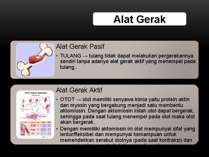 Alat Gerak Pasif • TULANG → tulang tidak dapat melakukan pergerakannya sendiri tanpa adanya