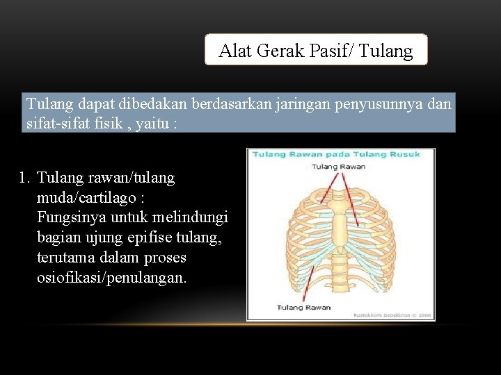 Alat Gerak Pasif/ Tulang dapat dibedakan berdasarkan jaringan penyusunnya dan sifat-sifat fisik , yaitu