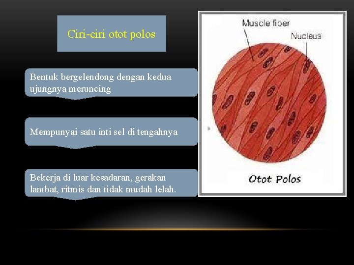 Ciri-ciri otot polos Bentuk bergelendong dengan kedua ujungnya meruncing Mempunyai satu inti sel di