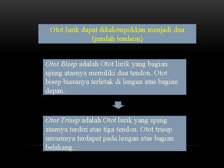 Otot lurik dapat dikelompokkan menjadi dua (jumlah tendeon) Otot Bisep adalah Otot lurik yang