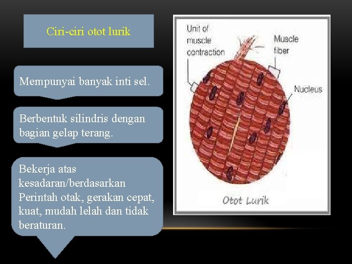 Ciri-ciri otot lurik Mempunyai banyak inti sel. Berbentuk silindris dengan bagian gelap terang. Bekerja