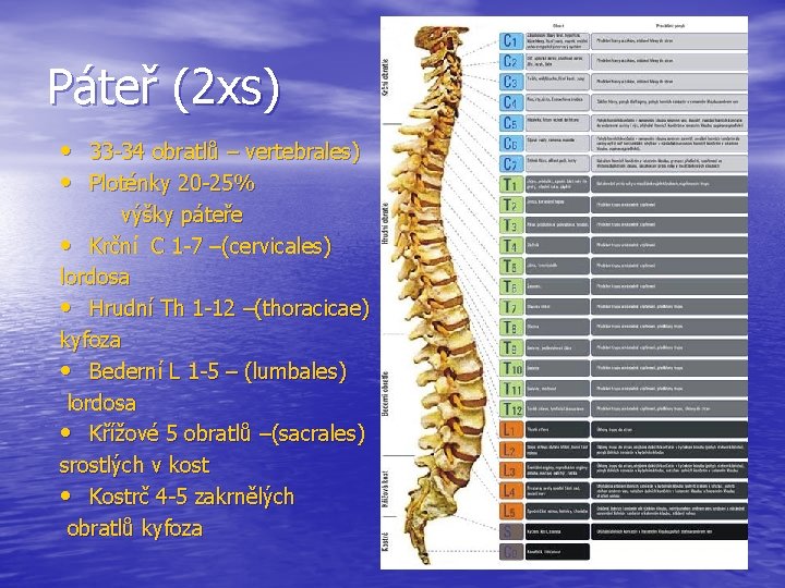 Páteř (2 xs) • 33 -34 obratlů – vertebrales) • Ploténky 20 -25% výšky