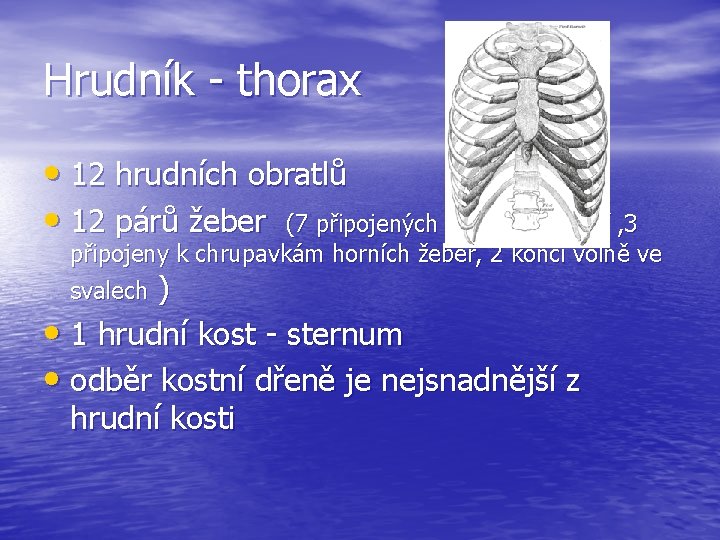 Hrudník - thorax • 12 hrudních obratlů • 12 párů žeber (7 připojených ke