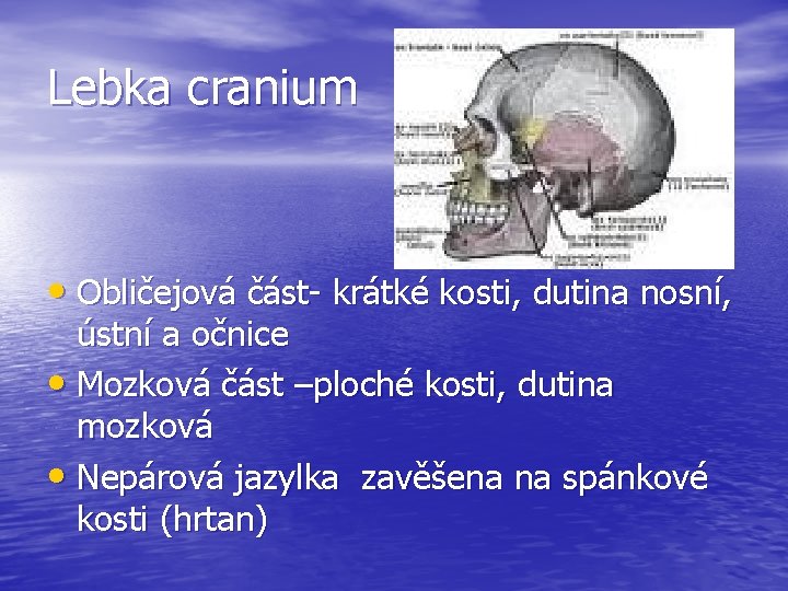 Lebka cranium • Obličejová část- krátké kosti, dutina nosní, ústní a očnice • Mozková