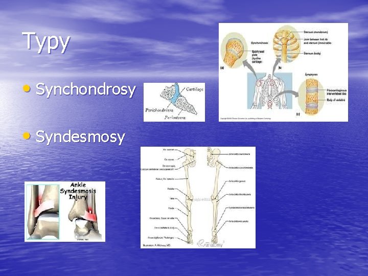 Typy • Synchondrosy • Syndesmosy 