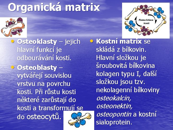 Organická matrix • Osteoklasty – jejich • hlavní funkcí je odbourávání kosti. Osteoblasty –