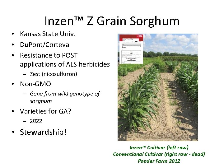 Inzen™ Z Grain Sorghum • Kansas State Univ. • Du. Pont/Corteva • Resistance to