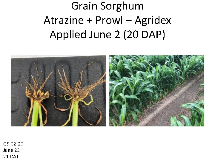 Grain Sorghum Atrazine + Prowl + Agridex Applied June 2 (20 DAP) GS-02 -20