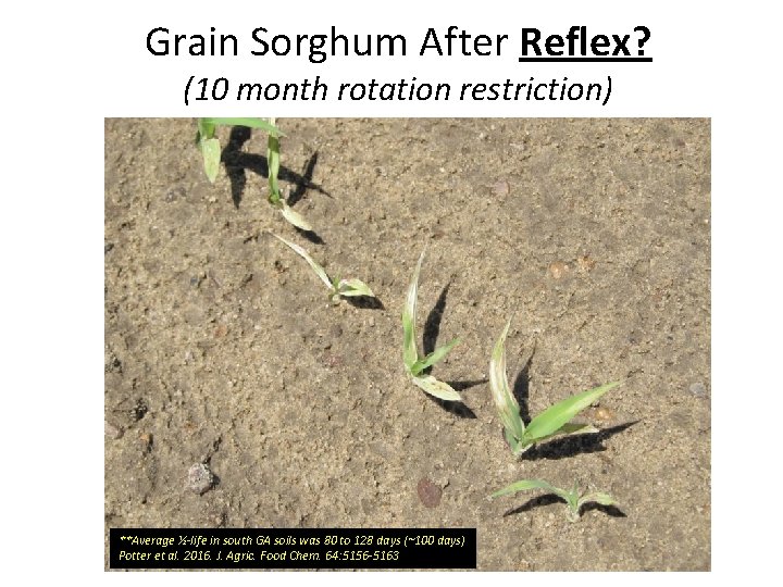 Grain Sorghum After Reflex? (10 month rotation restriction) **Average ½-life in south GA soils