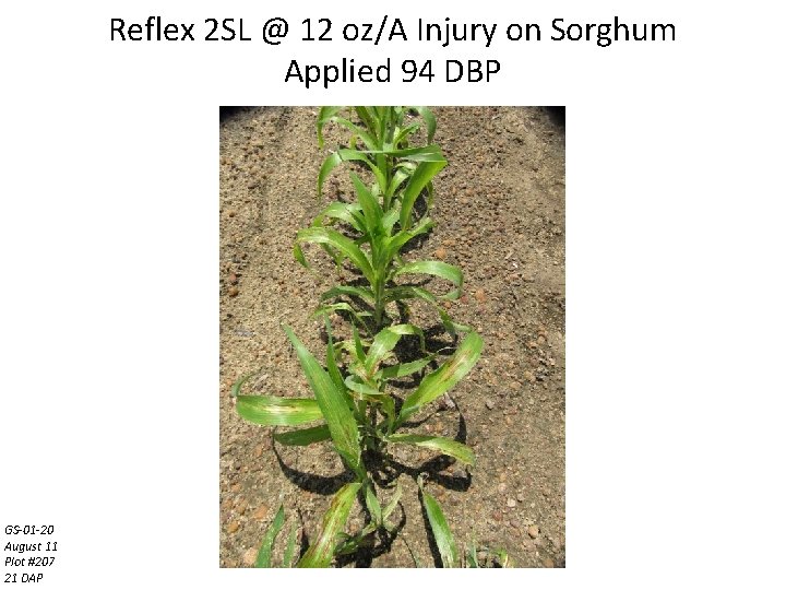 Reflex 2 SL @ 12 oz/A Injury on Sorghum Applied 94 DBP GS-01 -20