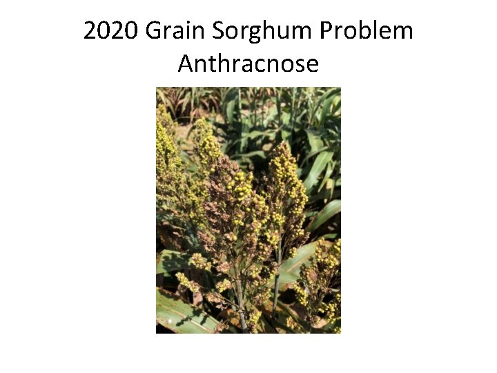 2020 Grain Sorghum Problem Anthracnose 