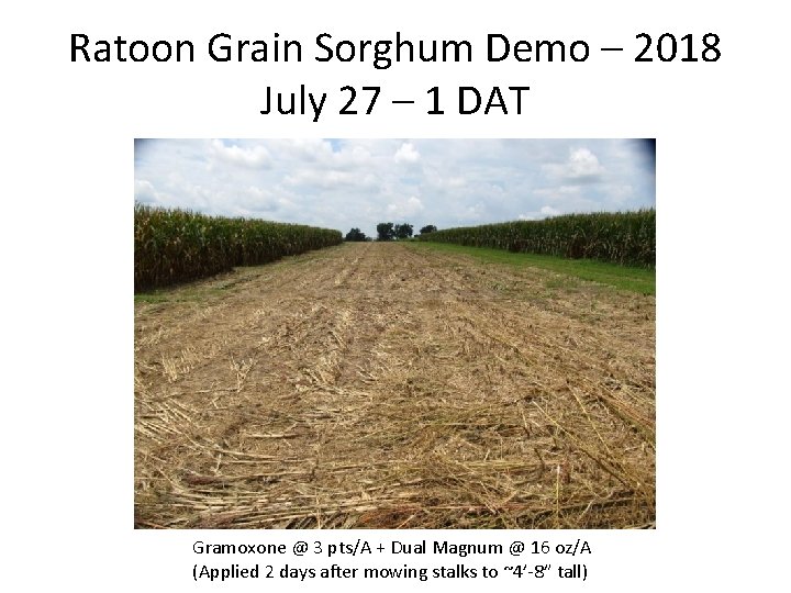 Ratoon Grain Sorghum Demo – 2018 July 27 – 1 DAT Gramoxone @ 3