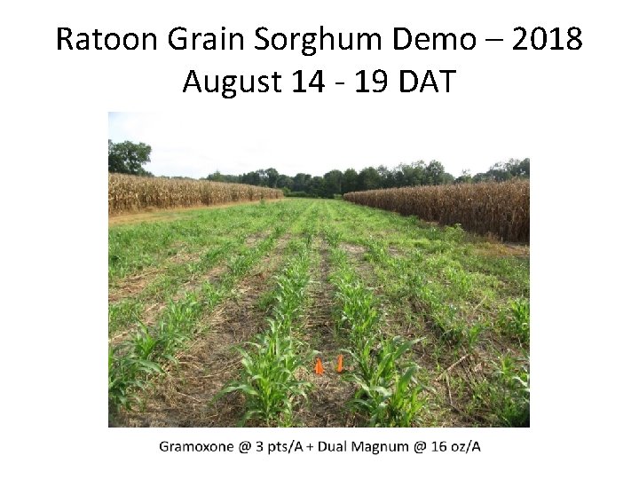 Ratoon Grain Sorghum Demo – 2018 August 14 - 19 DAT 