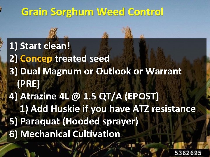 Grain Sorghum Weed Control 1) Start clean! 2) Concep treated seed 3) Dual Magnum