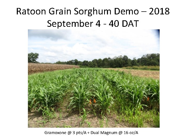 Ratoon Grain Sorghum Demo – 2018 September 4 - 40 DAT 