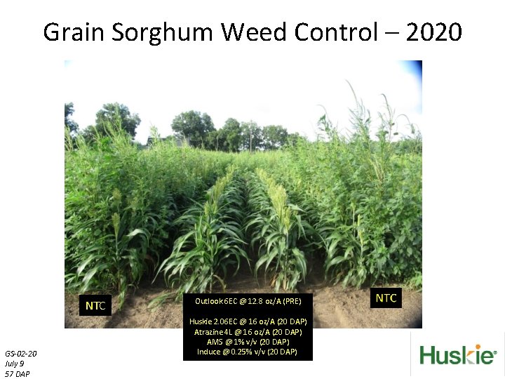 Grain Sorghum Weed Control – 2020 NTC GS-02 -20 July 9 57 DAP Outlook