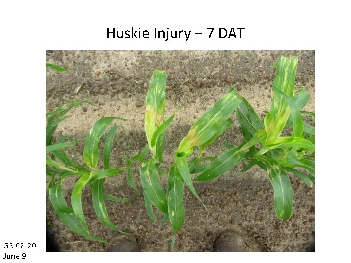 Huskie Injury – 7 DAT GS-02 -20 June 9 