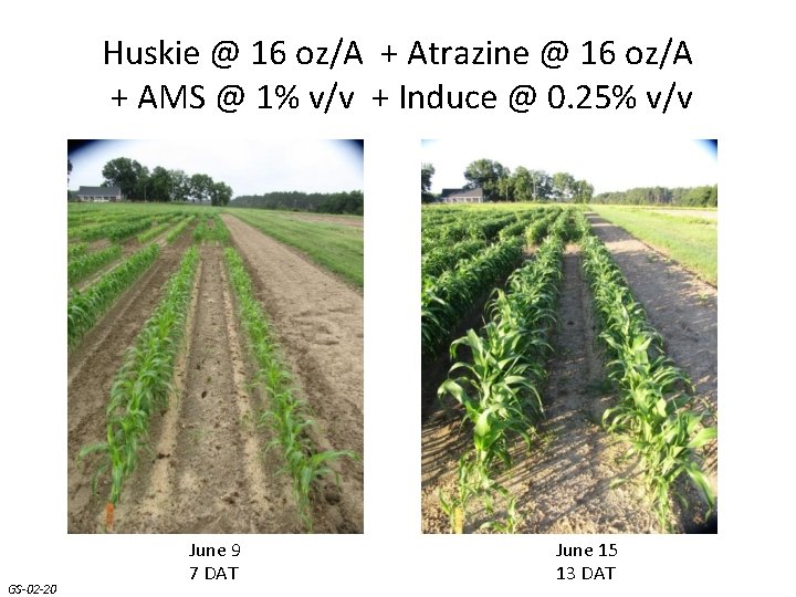 Huskie @ 16 oz/A + Atrazine @ 16 oz/A + AMS @ 1% v/v