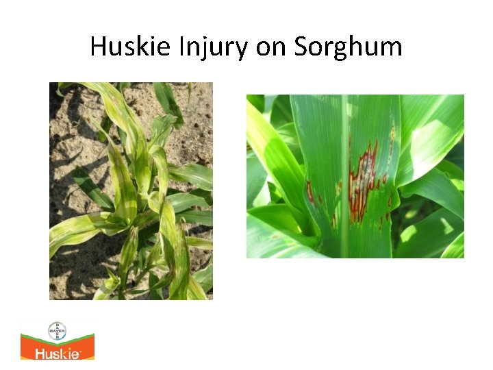 Huskie Injury on Sorghum 