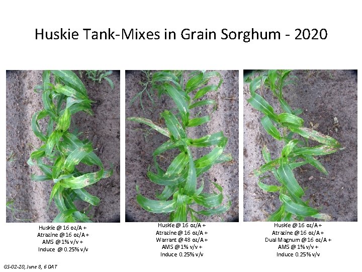 Huskie Tank-Mixes in Grain Sorghum - 2020 Huskie @ 16 oz/A + Atrazine @