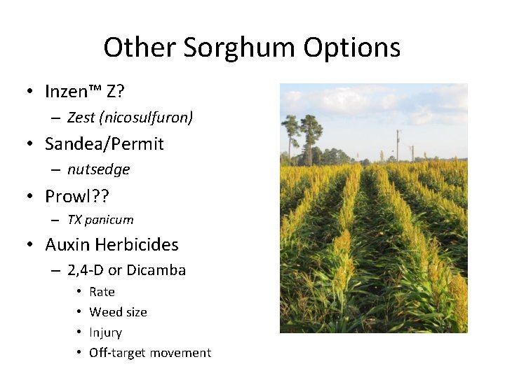 Other Sorghum Options • Inzen™ Z? – Zest (nicosulfuron) • Sandea/Permit – nutsedge •