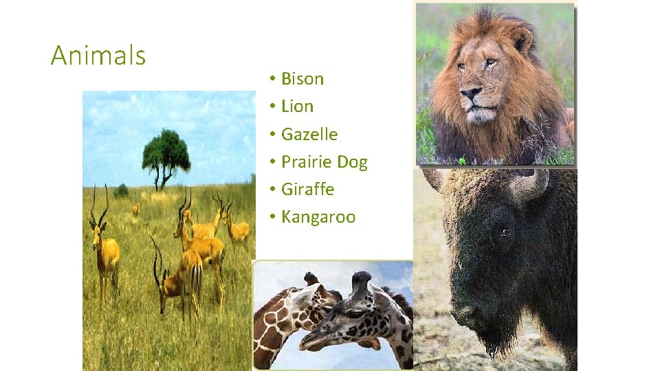 Animals • Bison • Lion • Gazelle • Prairie Dog • Giraffe • Kangaroo