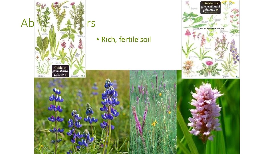 Abiotic Factors • Rich, fertile soil 