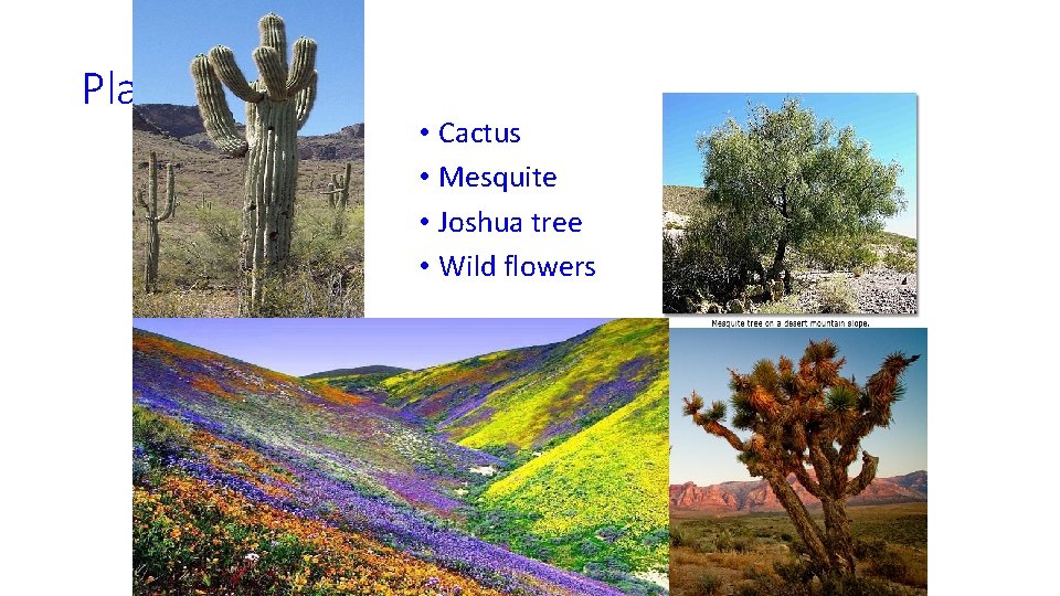 Plants • Cactus • Mesquite • Joshua tree • Wild flowers 