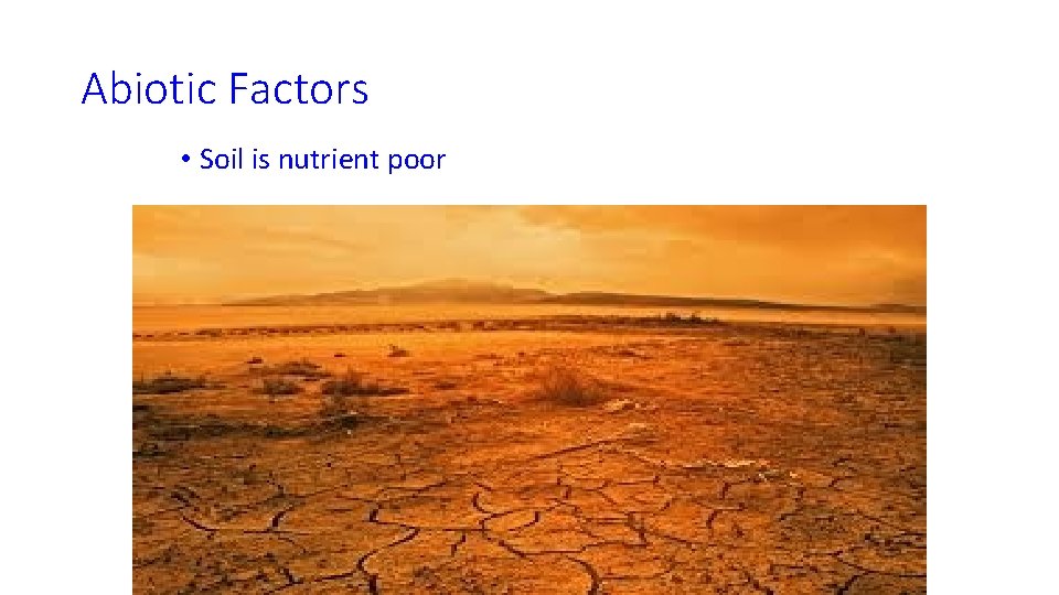 Abiotic Factors • Soil is nutrient poor 