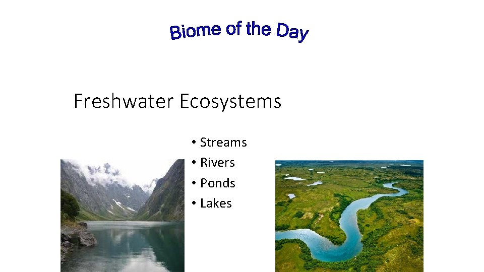 Freshwater Ecosystems • Streams • Rivers • Ponds • Lakes 