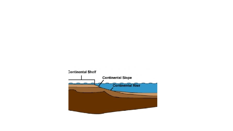 Neritic Zone • Farther out than intertidal • Area over continental shelf 