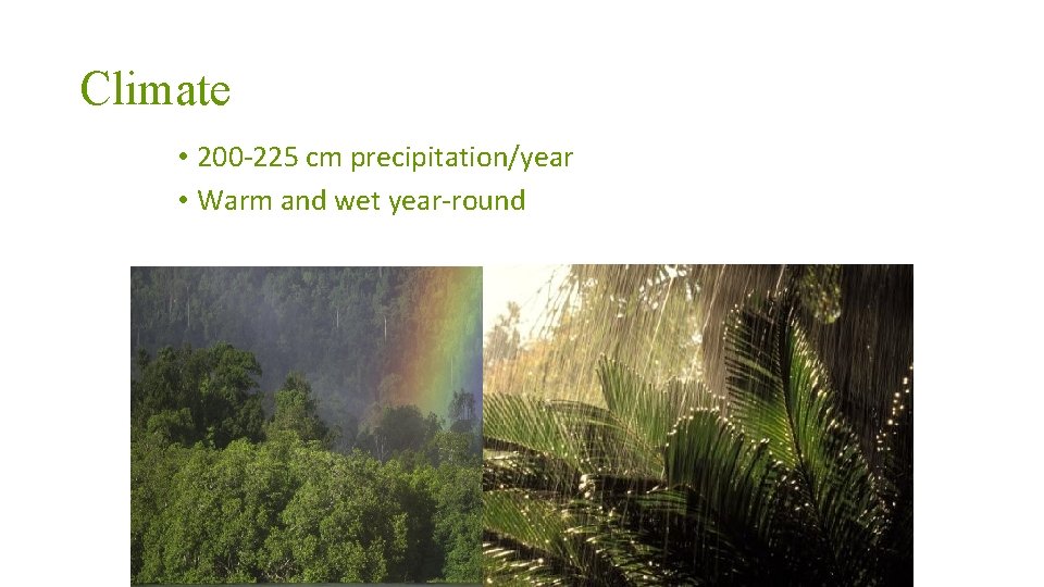 Climate • 200 -225 cm precipitation/year • Warm and wet year-round 