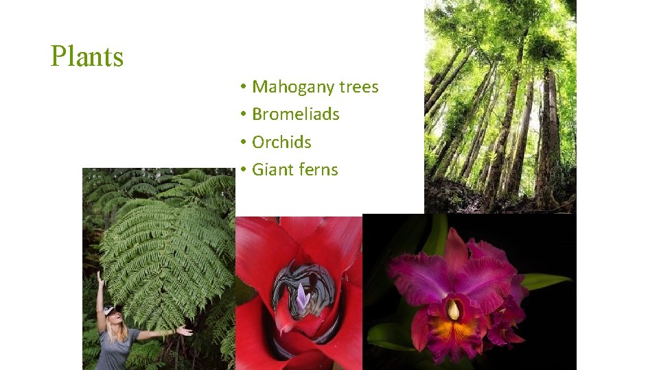Plants • Mahogany trees • Bromeliads • Orchids • Giant ferns 