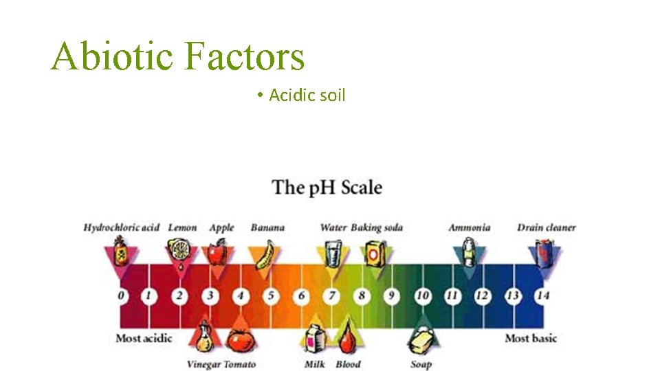 Abiotic Factors • Acidic soil 